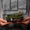 Alligator Loki - Loki Series - Art Scale 1/10 - Iron Studios